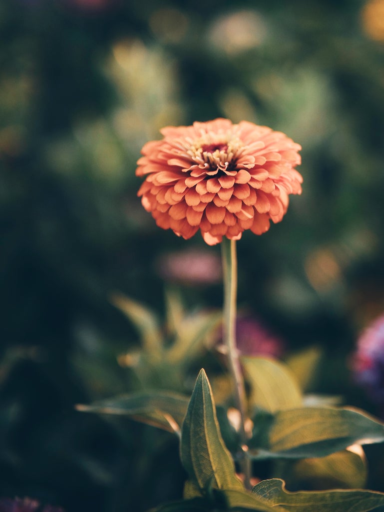 Gardening in Arizona: Our Top 5 Favorite Plants for Your Desert Spring   Camelback Flowershop