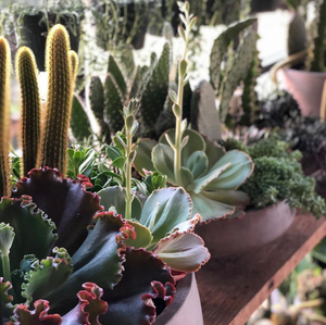 Our Guide to Repotting Succulents and Cacti