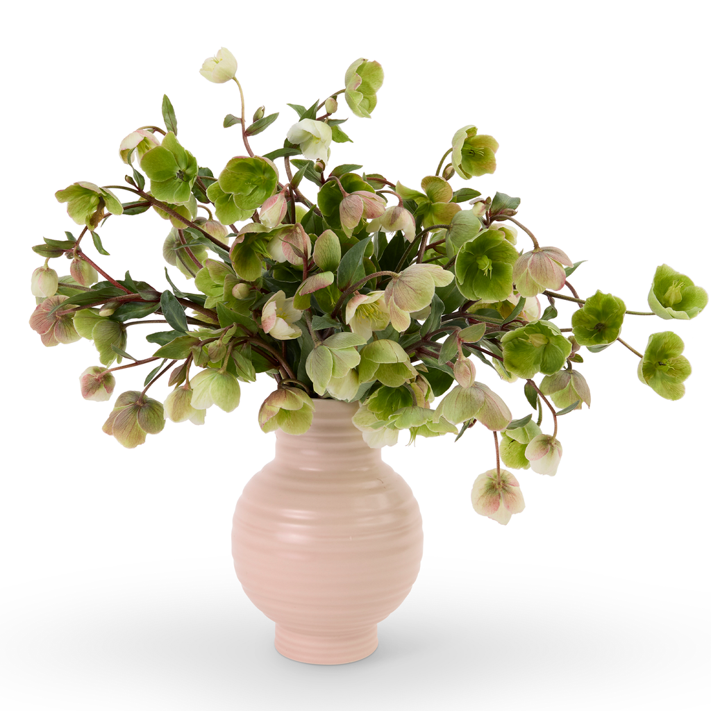 Dafna – Camelback Flowershop