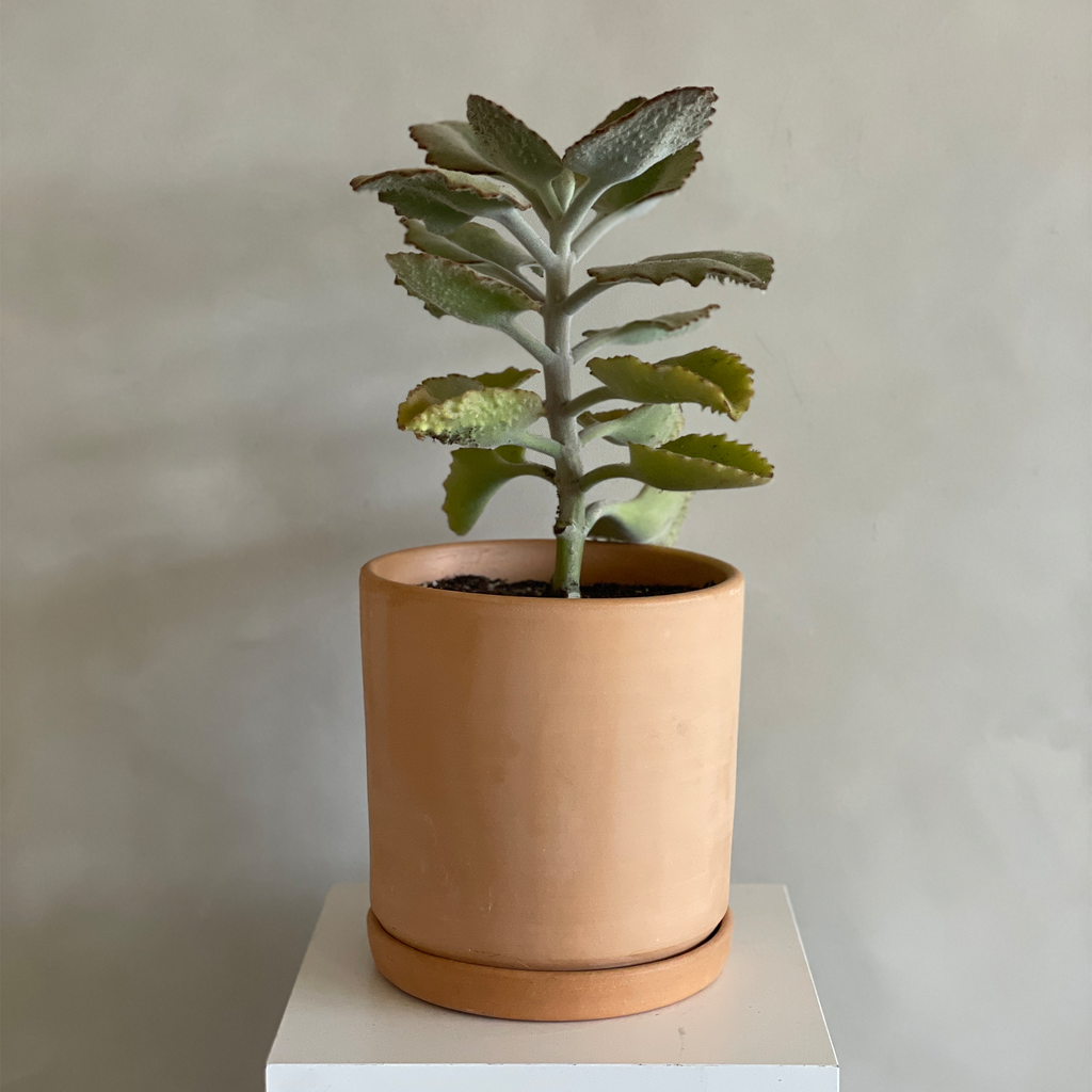 Kalanchoe Tree (Fuzzy) – Camelback Flowershop