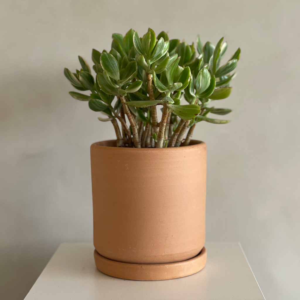where to buy jade plant near me Jade Plant – Camelback Flowershop