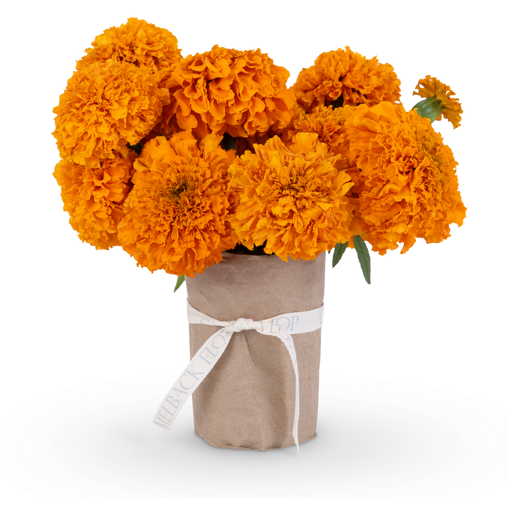 ACD TEST MARIGOLD – Camelback Flowershop