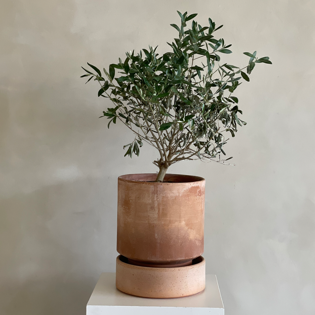 Olive_Bergs_1024x.png?v=1752740236