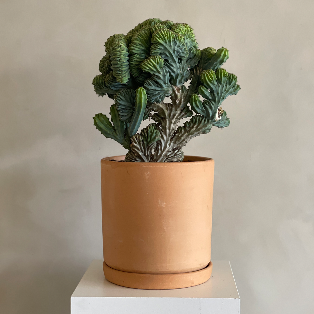 Crested Cactus (Myrtillocactus) – Camelback Flowershop