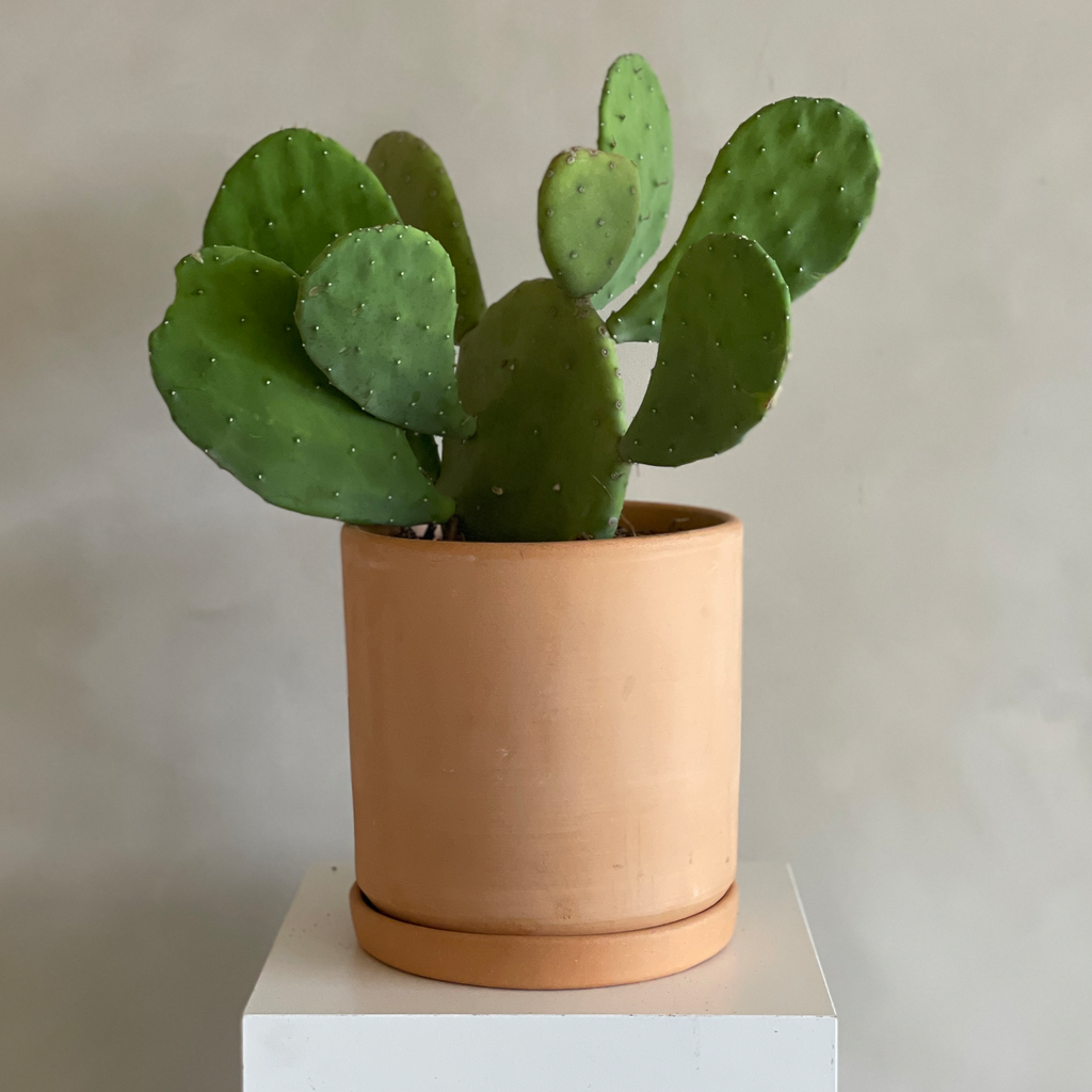 Paddle Cactus (prickly pear or opuntia) – Camelback Flowershop
