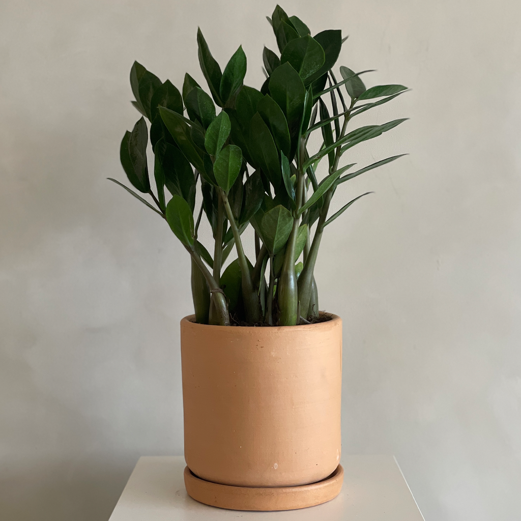 zz plant b&q ZZ Plant – Camelback Flowershop