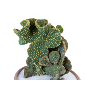 Crested Prickly Pear