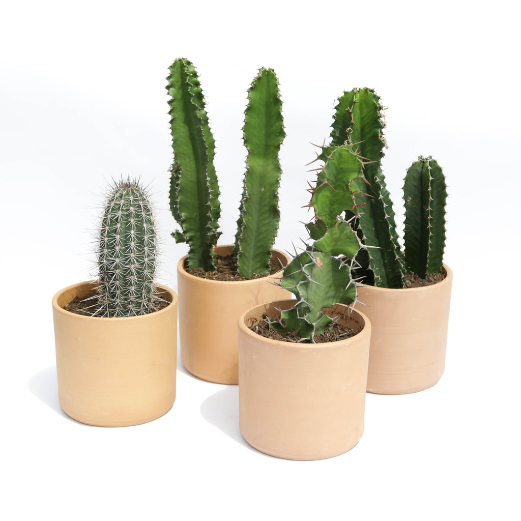 Cactus in Buff Clay – Camelback Flowershop