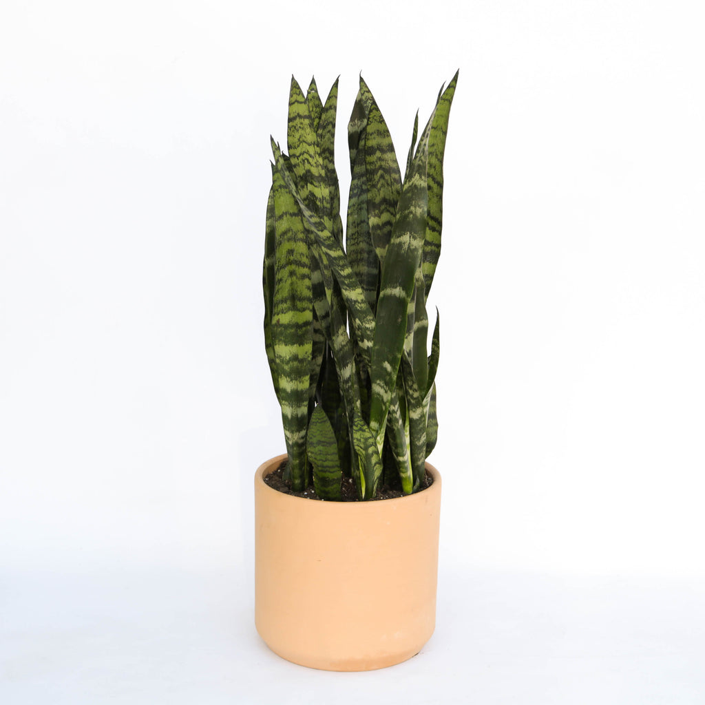 sansevieria wintergreen Sansevieria Plant – Camelback Flowershop