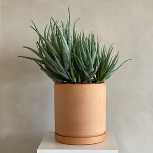 succulent pots kmart Aloe (Blue Elf) – Camelback Flowershop