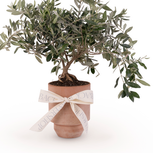 Potted Olive Tree