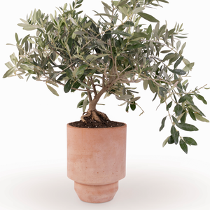 Potted Olive Tree