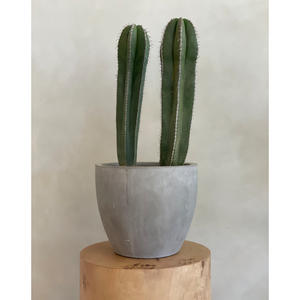 Mexican Fencepost Cactus - Concrete Pot