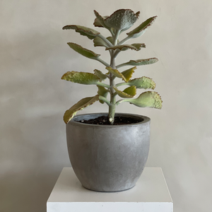 fuzzy succulent tree Kalanchoe Tree (Fuzzy) – Camelback Flowershop
