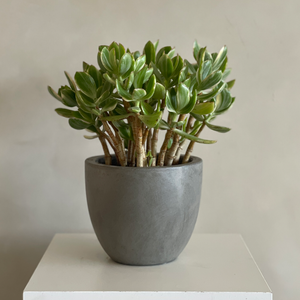 jade plant in house Jade Plant – Camelback Flowershop