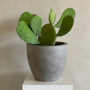 prickly pear cactus indoor plant Paddle Cactus (prickly pear or opuntia) – Camelback Flowershop
