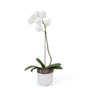 Dora Maar Mini Vase with Orchid