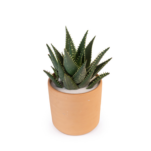 Small Gold Tooth Aloe