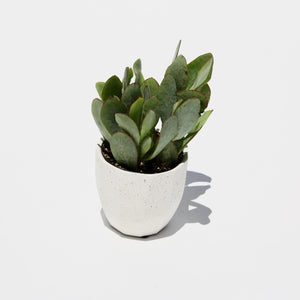 Small Cacti + Succulents