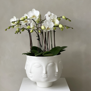 Dora Maar Mini Vase with Orchid – Camelback Flowershop