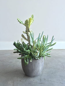 are succulents seasonal Seasonal Monsoon – Camelback Flowershop