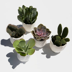 Small Cacti + Succulents
